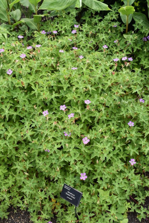 Geranium 'Sweet Heidy' Geranium 'Sweet Heidy'