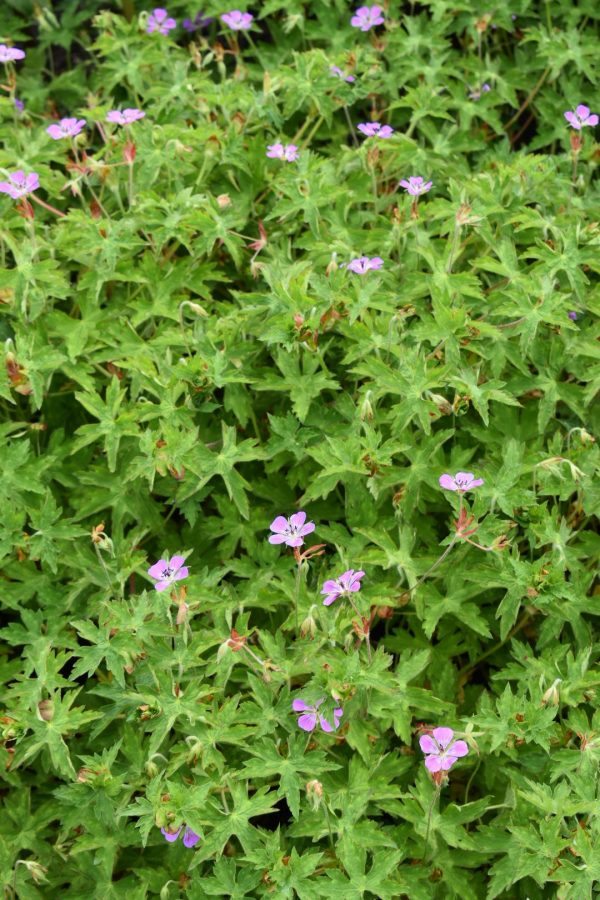 Geranium 'Sweet Heidy'2 Geranium 'Sweet Heidy'