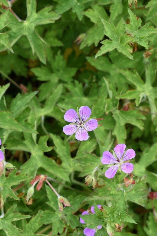 Geranium 'Sweet Heidy'3 Geranium 'Sweet Heidy'