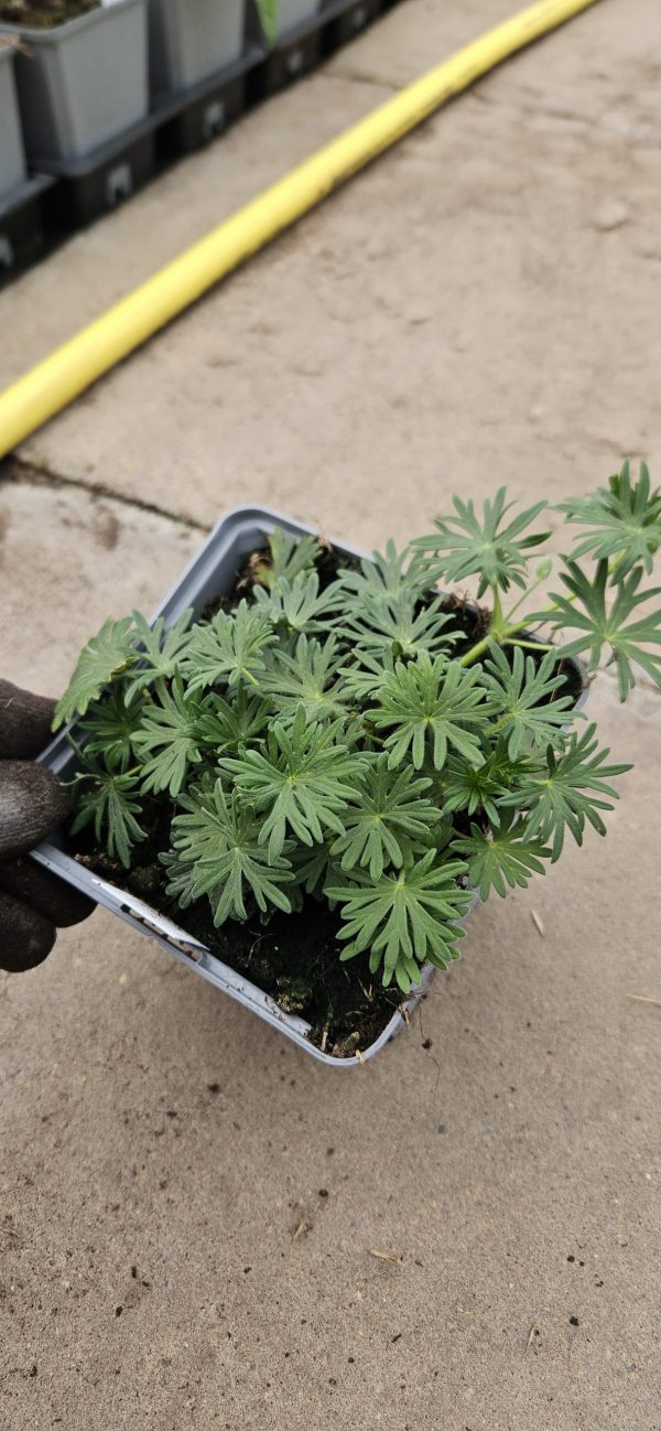 Geranium 'Vision Violet' Geranium 'Vision Violet'