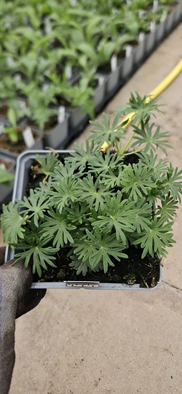 Geranium 'Vision Violet'2 Geranium 'Vision Violet'