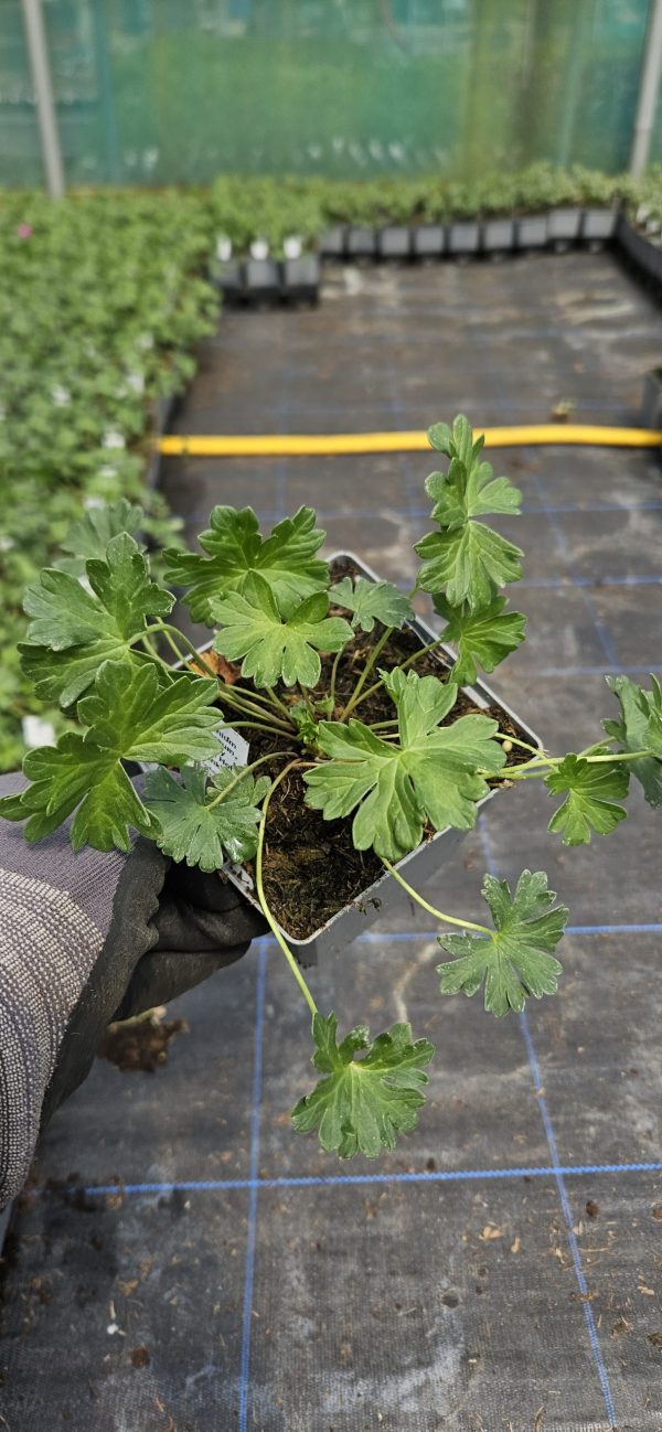 Geranium cinereum 'Jolly Jewel Hot Pink' Geranium cinereum 'Jolly Jewel Hot Pink'