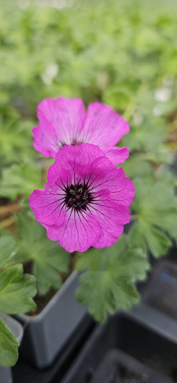 Geranium cinereum 'Jolly Jewel Hot Pink' 2 Geranium cinereum 'Jolly Jewel Hot Pink'