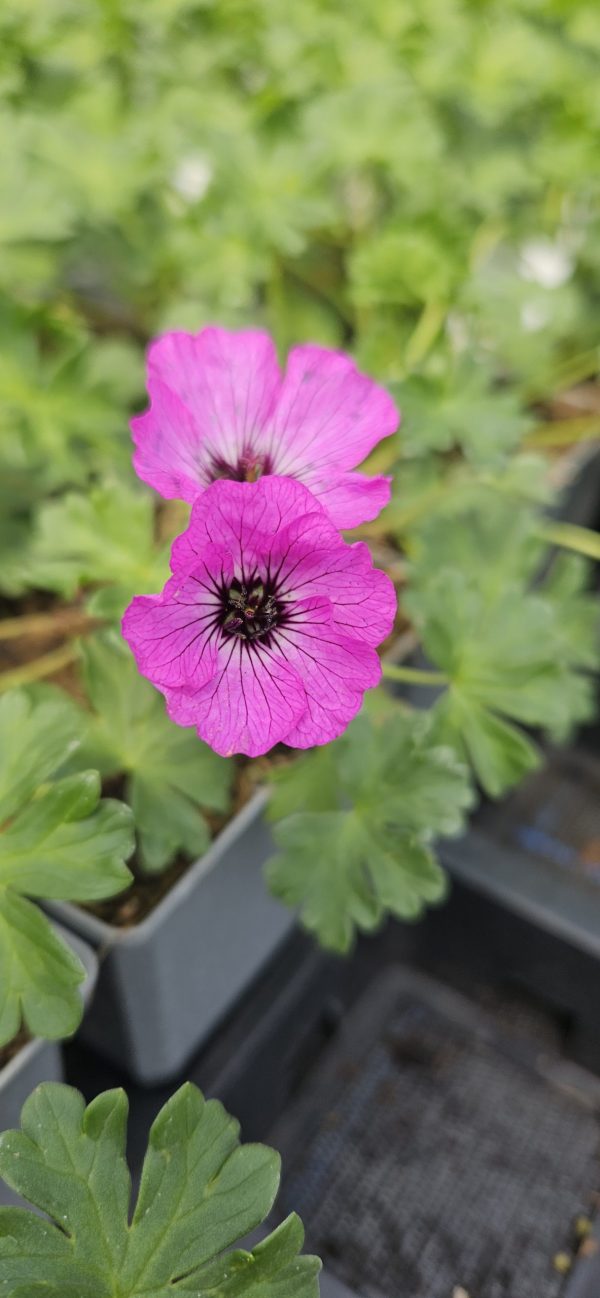 Geranium cinereum 'Jolly Jewel Hot Pink' 3 Geranium cinereum 'Jolly Jewel Hot Pink'
