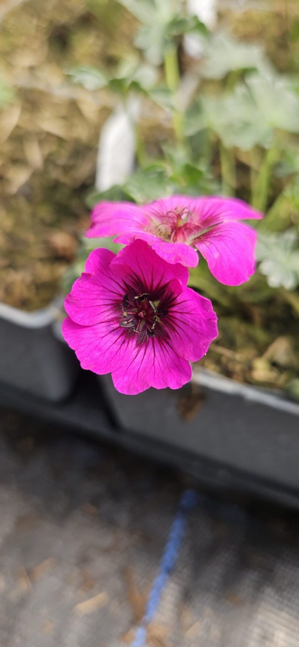 Geranium cinereum 'Jolly Jewel Night Improved'2 Geranium cinereum 'Jolly Jewel Night Improved'