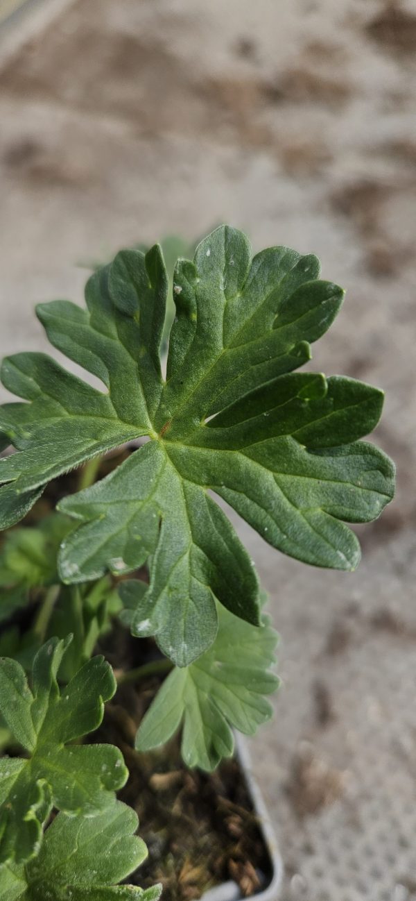 Geranium cinereum 'Jolly Jewel Pink' Geranium cinereum 'Jolly Jewel Pink'
