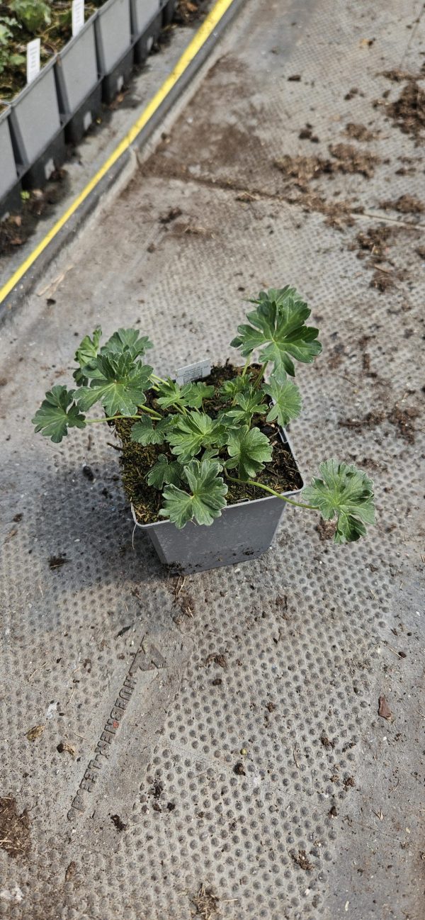 Geranium cinereum 'Jolly Jewel Pink'2 Geranium cinereum 'Jolly Jewel Pink'