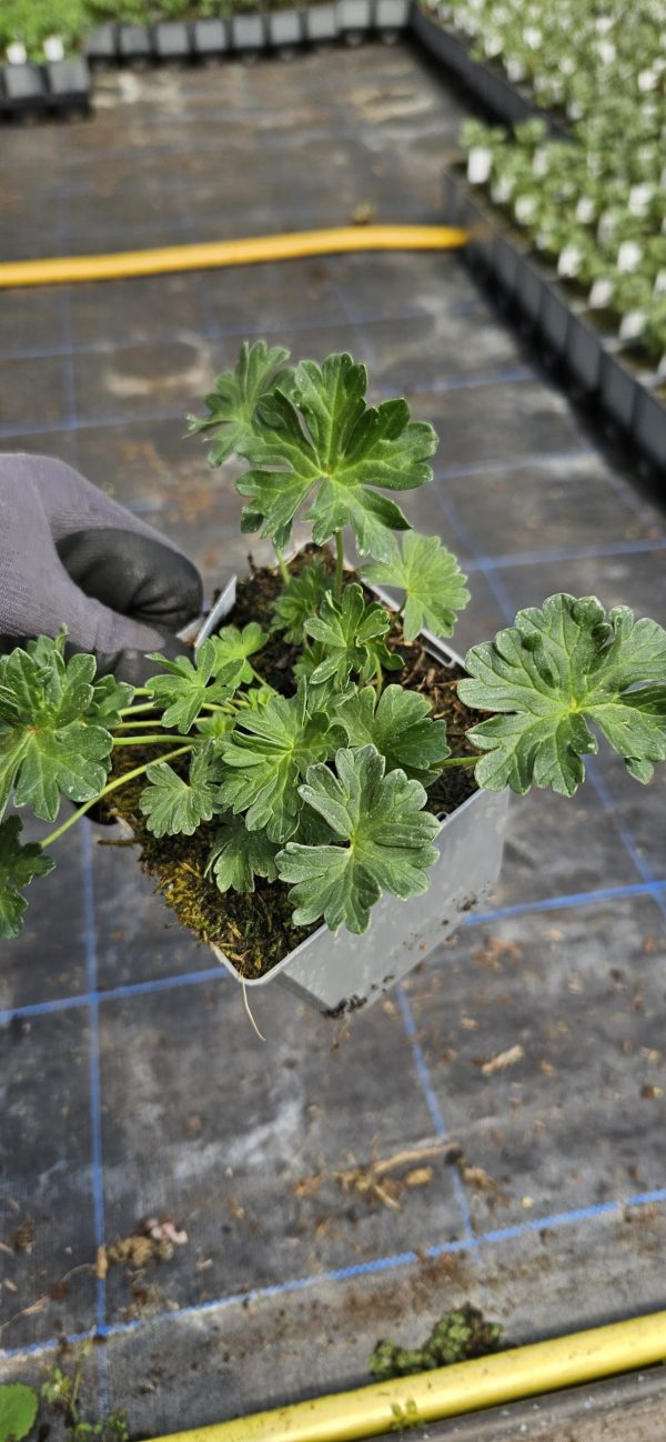Geranium cinereum 'Jolly Jewel Pink'3 Geranium cinereum 'Jolly Jewel Pink'