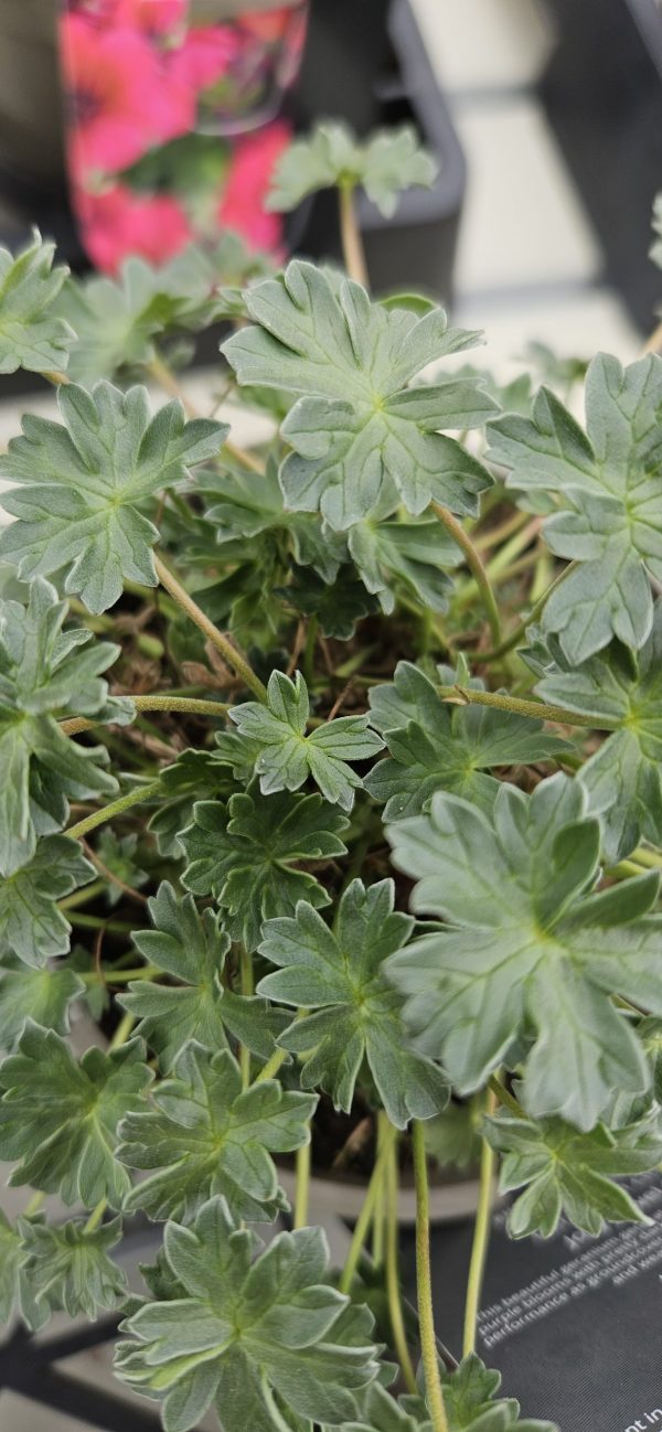 Geranium cinereum 'Jolly Jewel Purple' Geranium cinereum 'Jolly Jewel Purple'