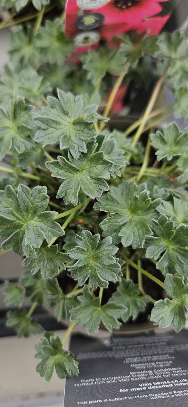 Geranium cinereum 'Jolly Jewel Purple' 3 Geranium cinereum 'Jolly Jewel Purple'