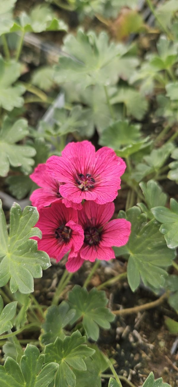 Geranium cinereum 'Jolly Jewel Raspberry' Geranium cinereum 'Jolly Jewel Raspberry'