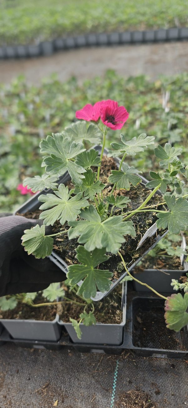 Geranium cinereum 'Jolly Jewel Raspberry' 2 Geranium cinereum 'Jolly Jewel Raspberry'