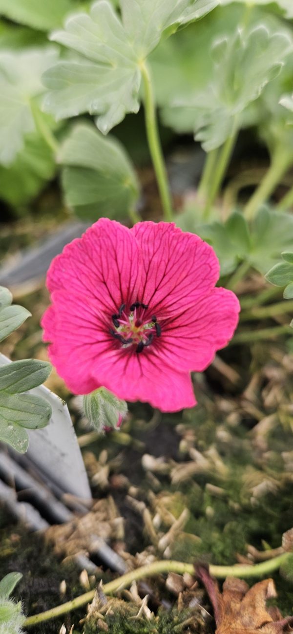 Geranium cinereum 'Jolly Jewel Raspberry' 3 Geranium cinereum 'Jolly Jewel Raspberry'