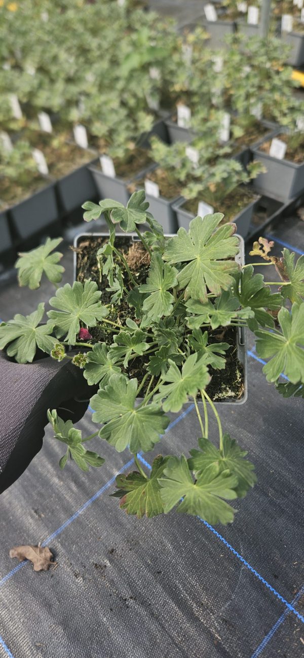 Geranium cinereum 'Jolly Jewel Salmon Improved'