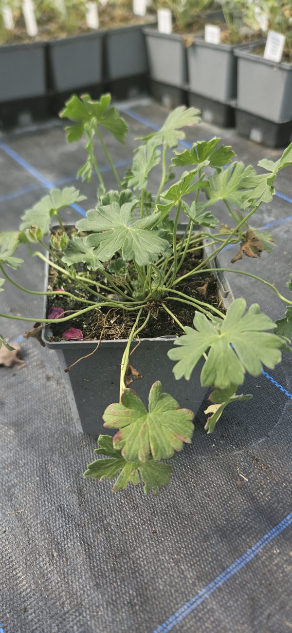 Geranium cinereum 'Jolly Jewel Salmon Improved'