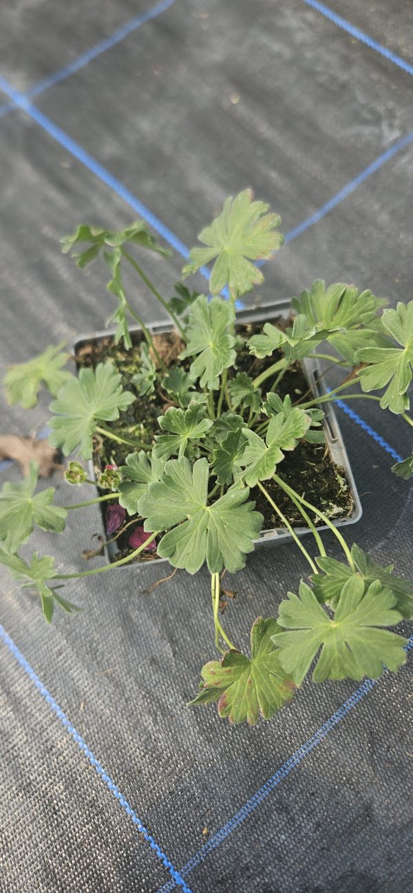 Geranium cinereum 'Jolly Jewel Salmon Improved'