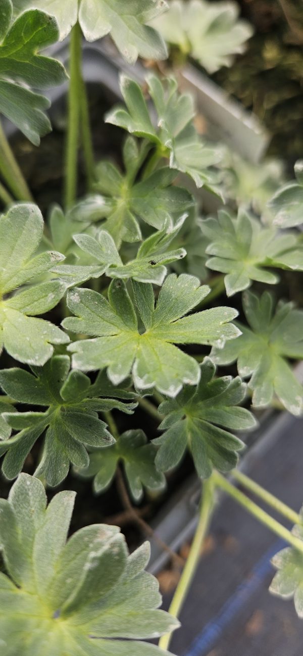 Geranium cinereum 'Thumping Heart'