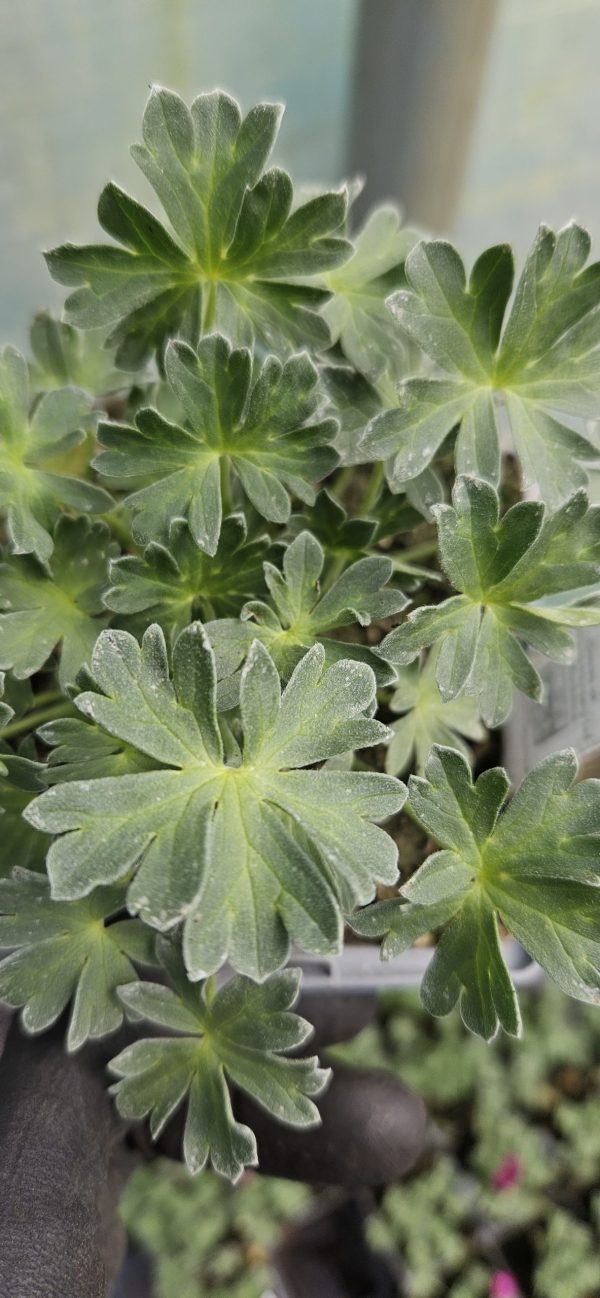 Geranium cinereum 'Thumping Heart'