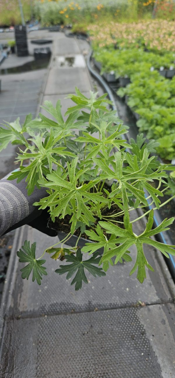 Geranium clarkei 'Kashmir White'