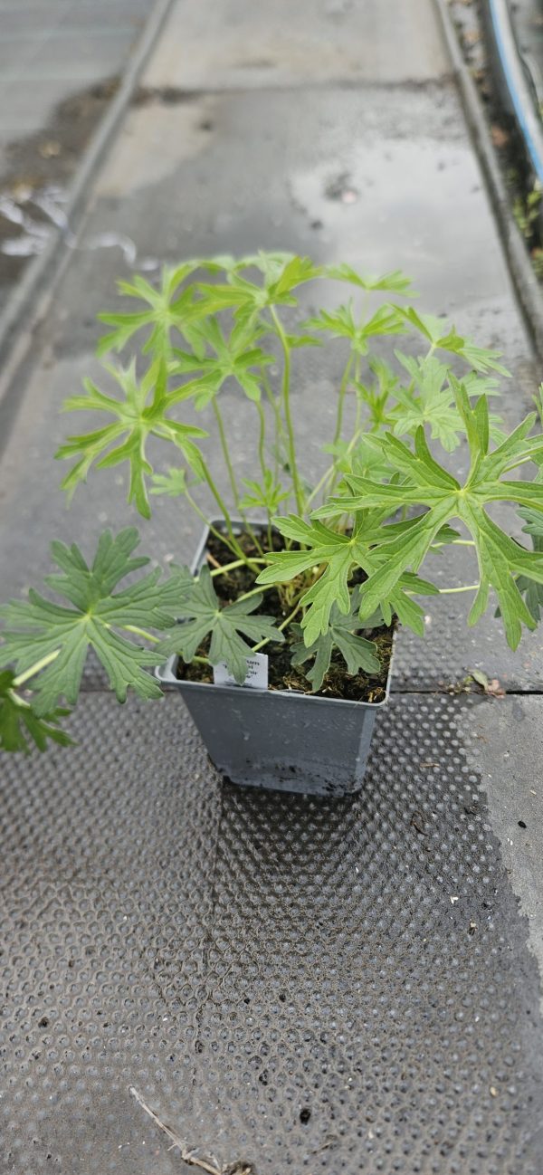 Geranium clarkei 'Kashmir White'
