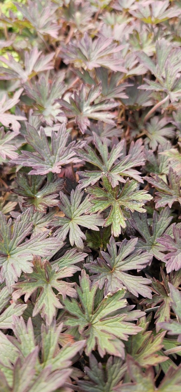 Geranium pratense 'Hocus Pocus'