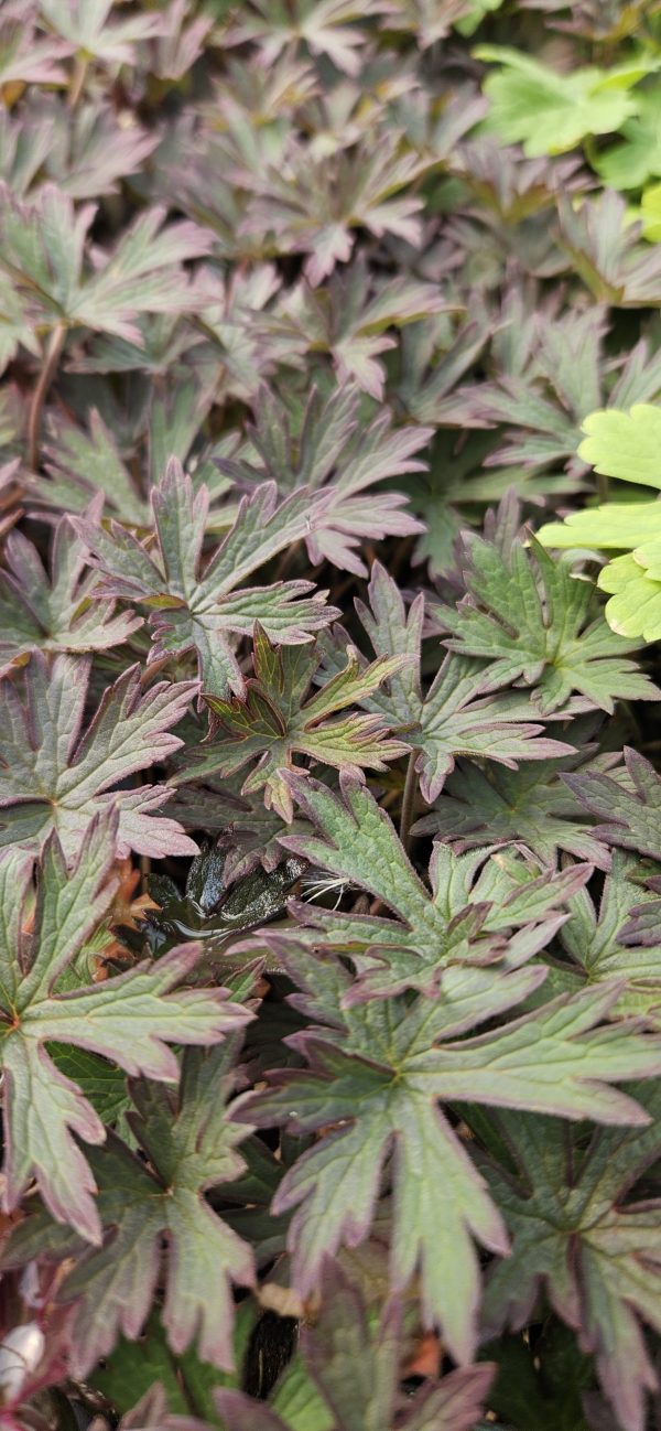 Geranium pratense 'Hocus Pocus'