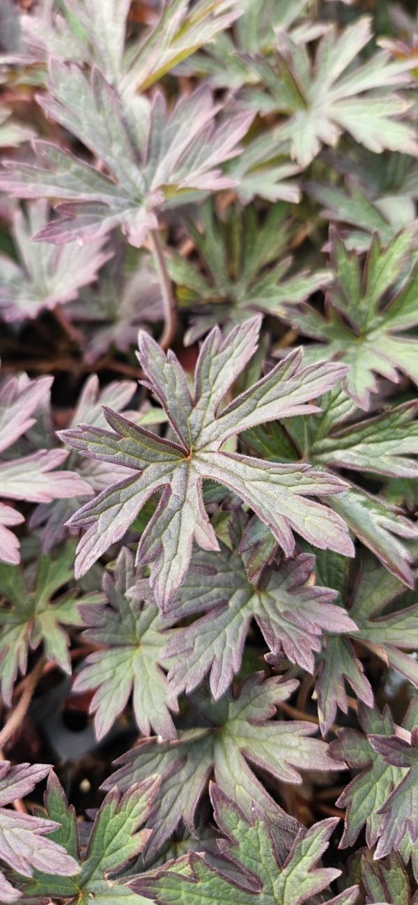 Geranium pratense 'Hocus Pocus'