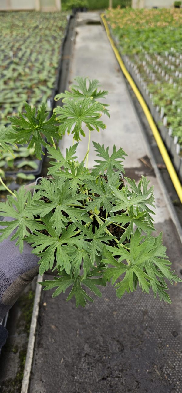 Geranium pratense 'Laura'2 Geranium pratense 'Laura'