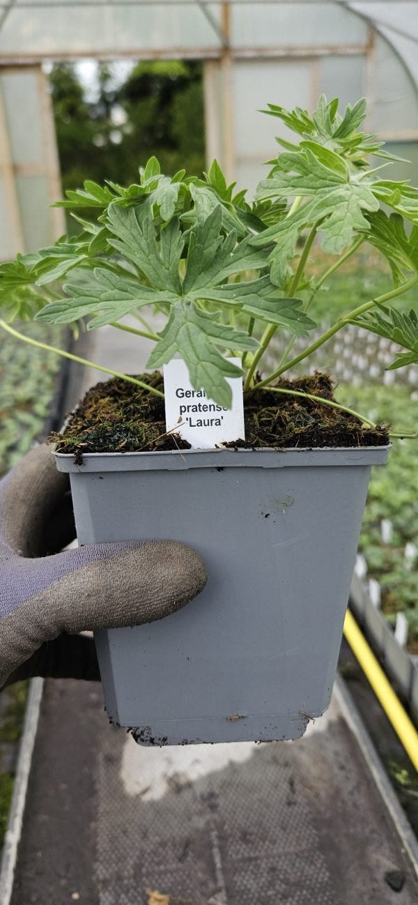 Geranium pratense 'Laura'3 Geranium pratense 'Laura'