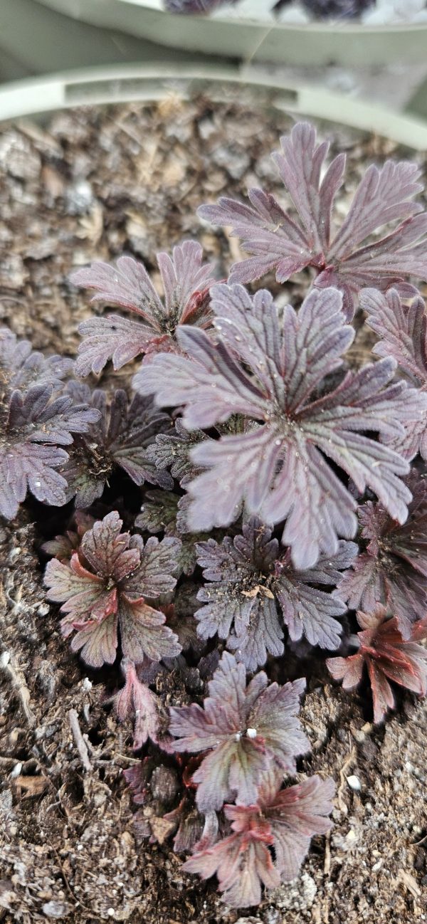 Geranium pratense 'Purple Ghost' Geranium pratense 'Purple Ghost'