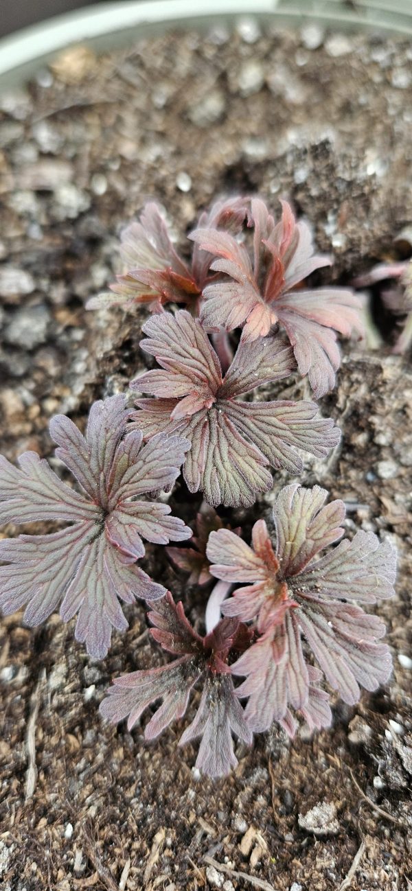 Geranium pratense 'Purple Ghost'2 Geranium pratense 'Purple Ghost'