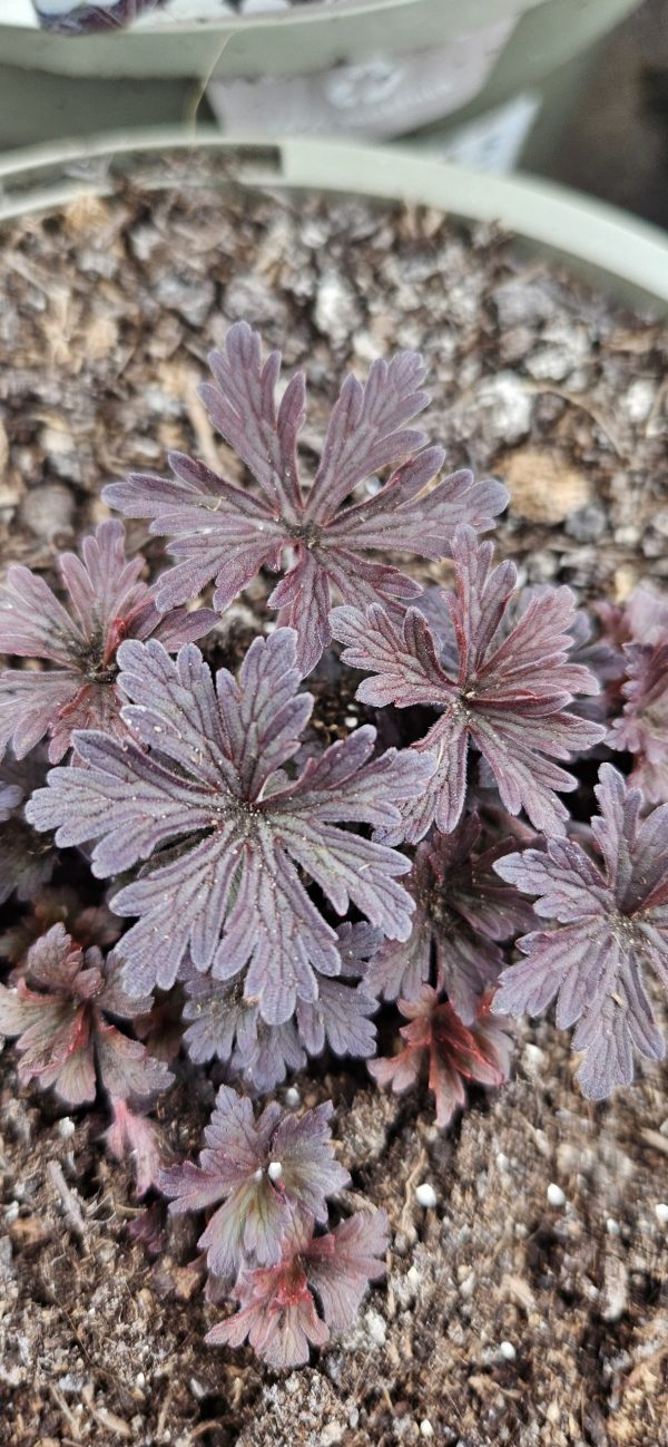 Geranium pratense 'Purple Ghost'3 Geranium pratense 'Purple Ghost'