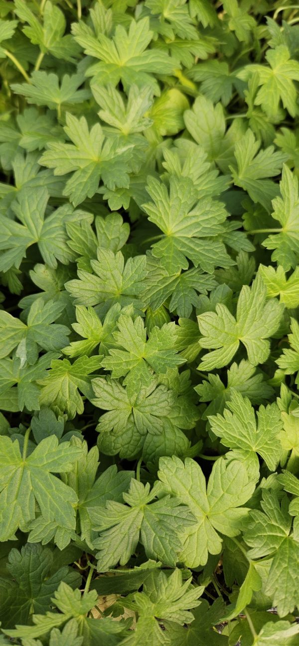 Geranium psilostemon 'Catherine Deneuve'