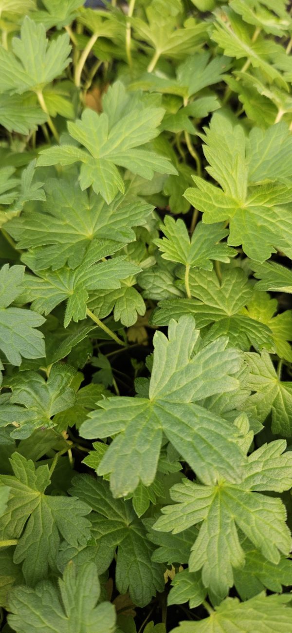 Geranium psilostemon 'Catherine Deneuve'