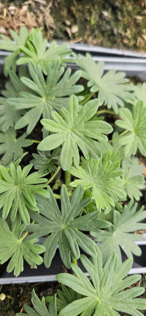 Geranium sanguineum 'Pink Summer'