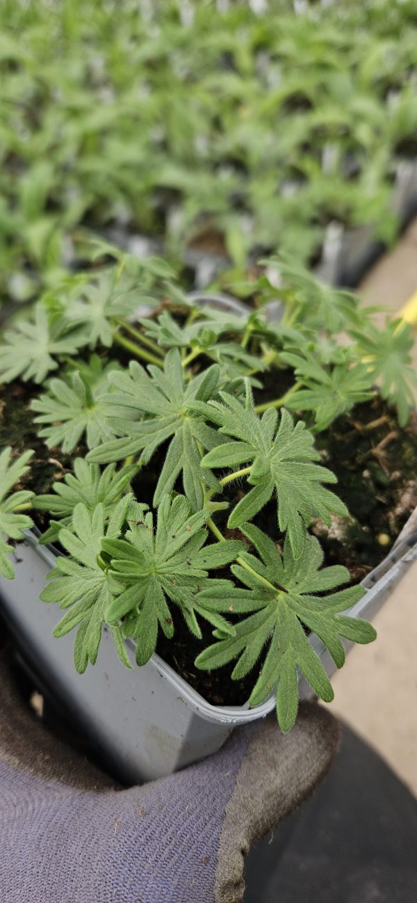 Geranium sanguineum 'Vision Pink' Geranium sanguineum 'Vision Pink'