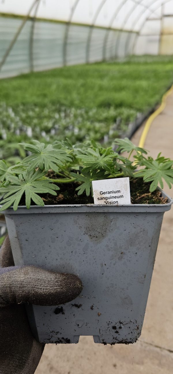 Geranium sanguineum 'Vision Pink'3 Geranium sanguineum 'Vision Pink'