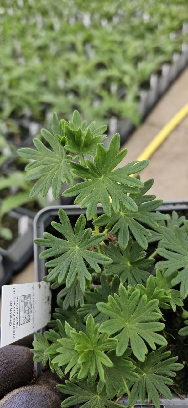 Geranium ‘Little Charmer’