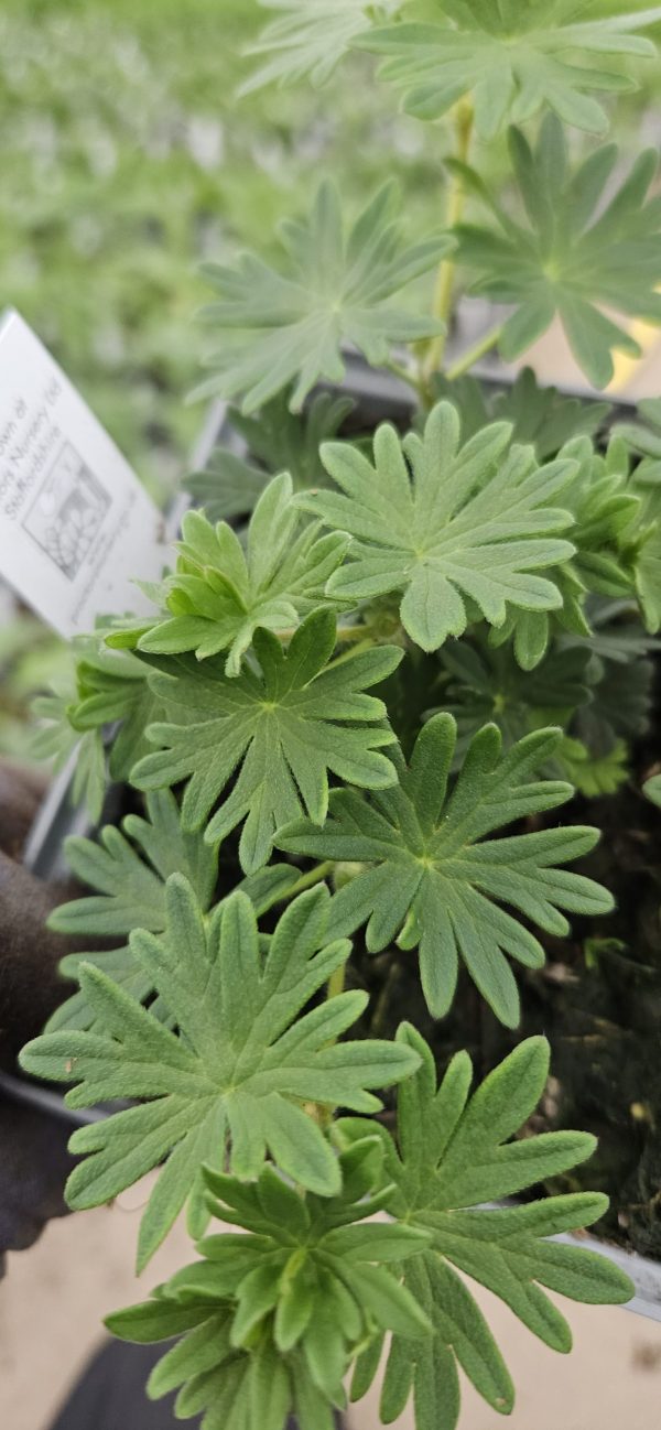 Geranium ‘Little Charmer’