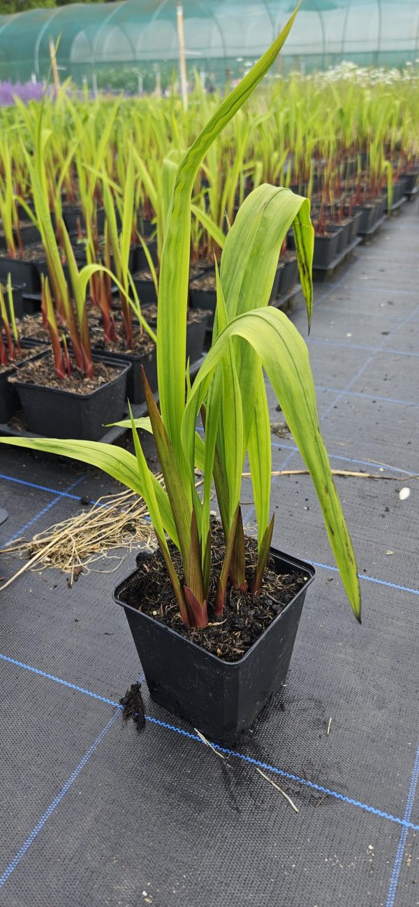 Gladiolus murielae (Acidanthera) Gladiolus murielae