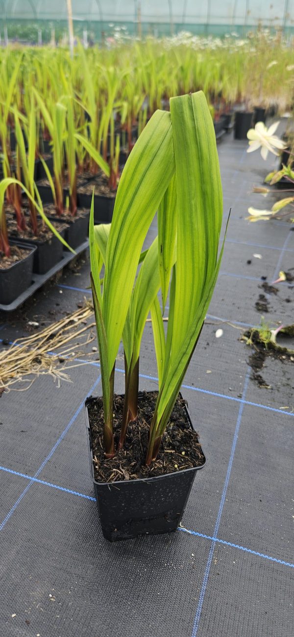 Gladiolus murielae (Acidanthera) 2 Gladiolus murielae