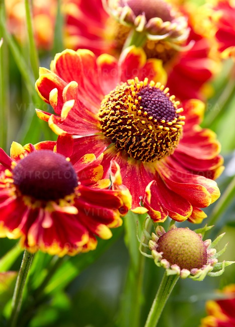 Helenium autumnale 'Bandera' Helenium autumnale 'Bandera'