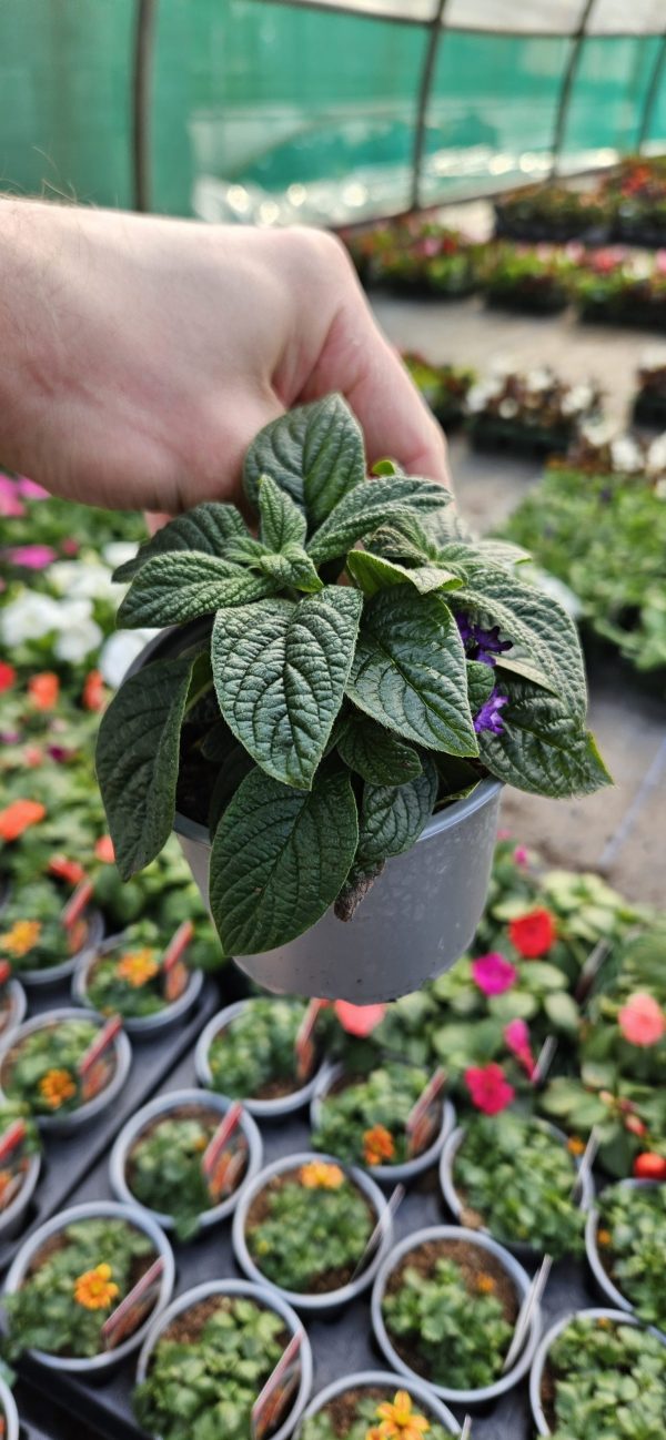 Heliotropium arborescens 'Nautilus Power Blue' Heliotropium arborescens 'Nautilus Power Blue'