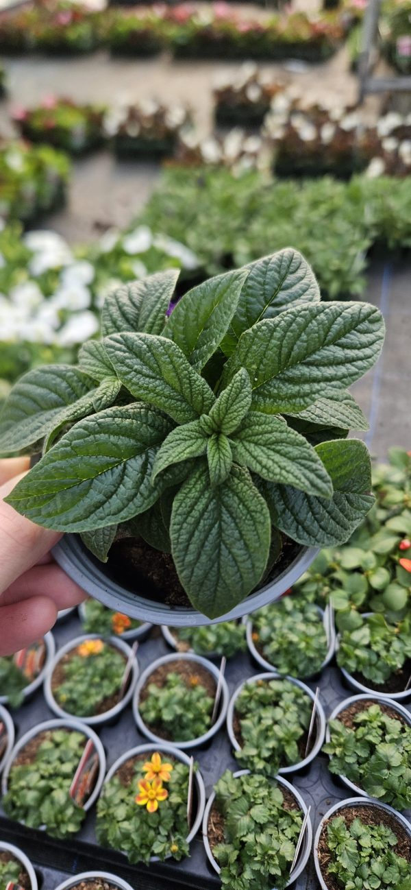Heliotropium arborescens 'Nautilus Power Blue'2 Heliotropium arborescens 'Nautilus Power Blue'