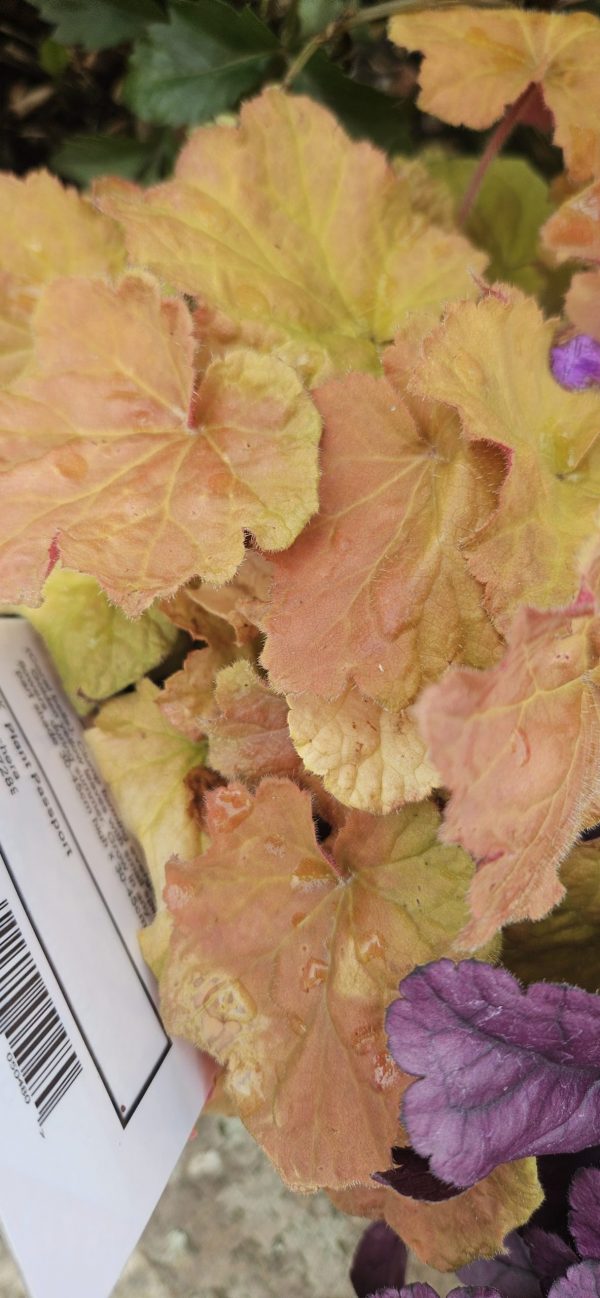 Heuchera 'Ginger Ale'