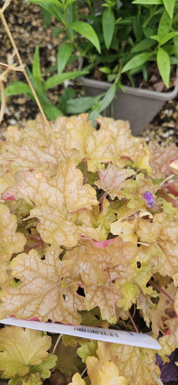 Heuchera 'Ginger Ale'