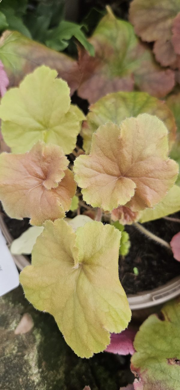 Heuchera 'Northern Exposure Amber'