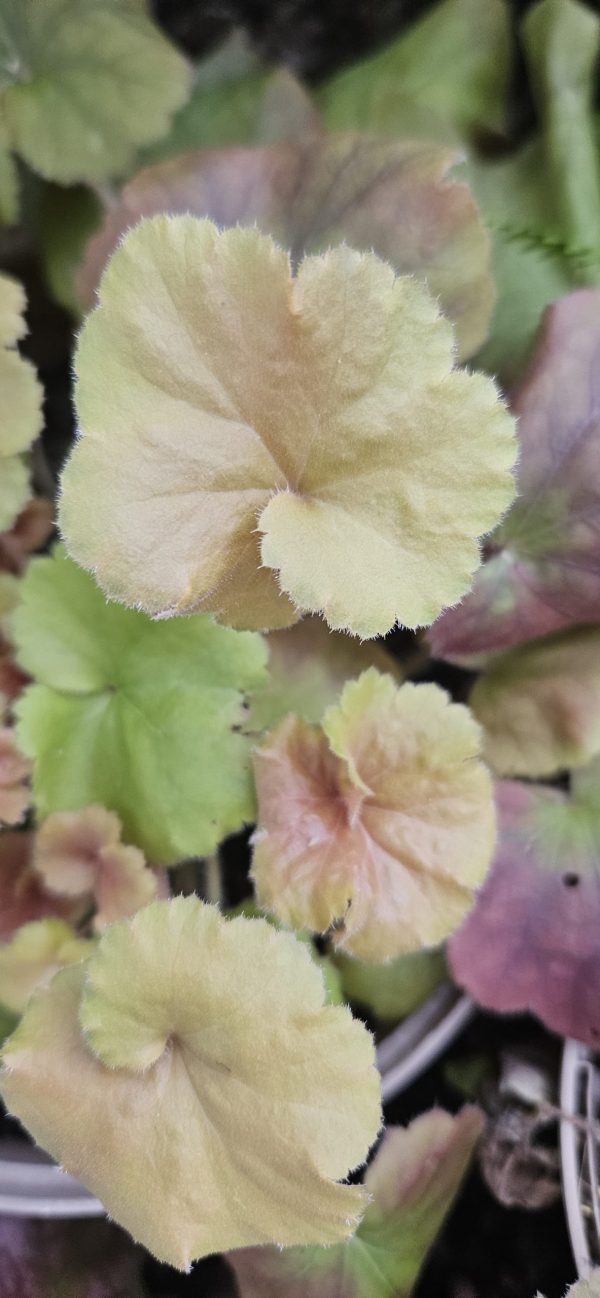 Heuchera 'Northern Exposure Amber'