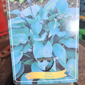 Hosta 'Halycon'