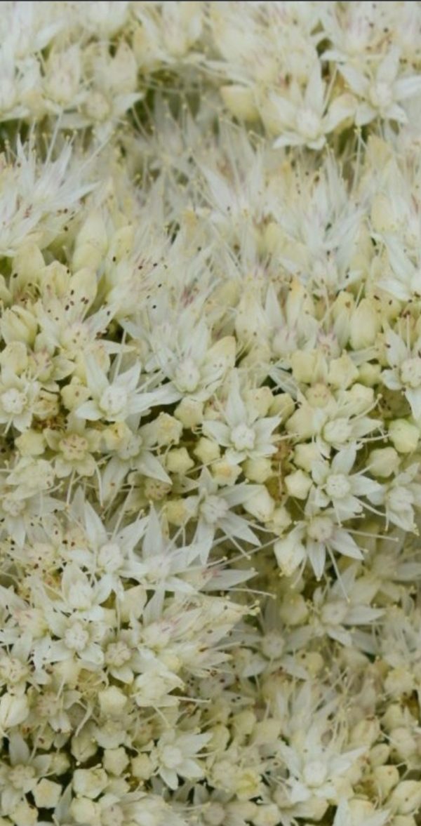 Hylotelephium spectabile 'Iceberg' Hylotelephium spectabile 'Iceberg'